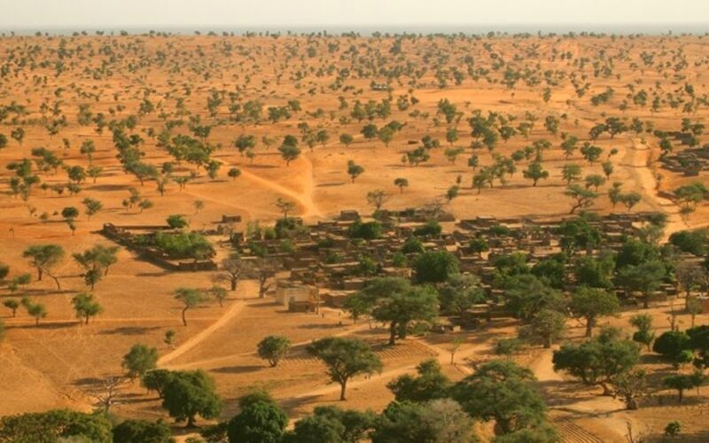 árboles en el desierto de Sahara